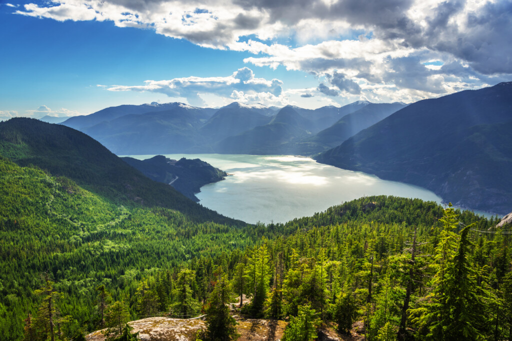 Forest in BC